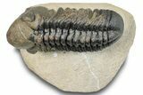Detailed Reedops Trilobite - Atchana, Morocco #252400-2